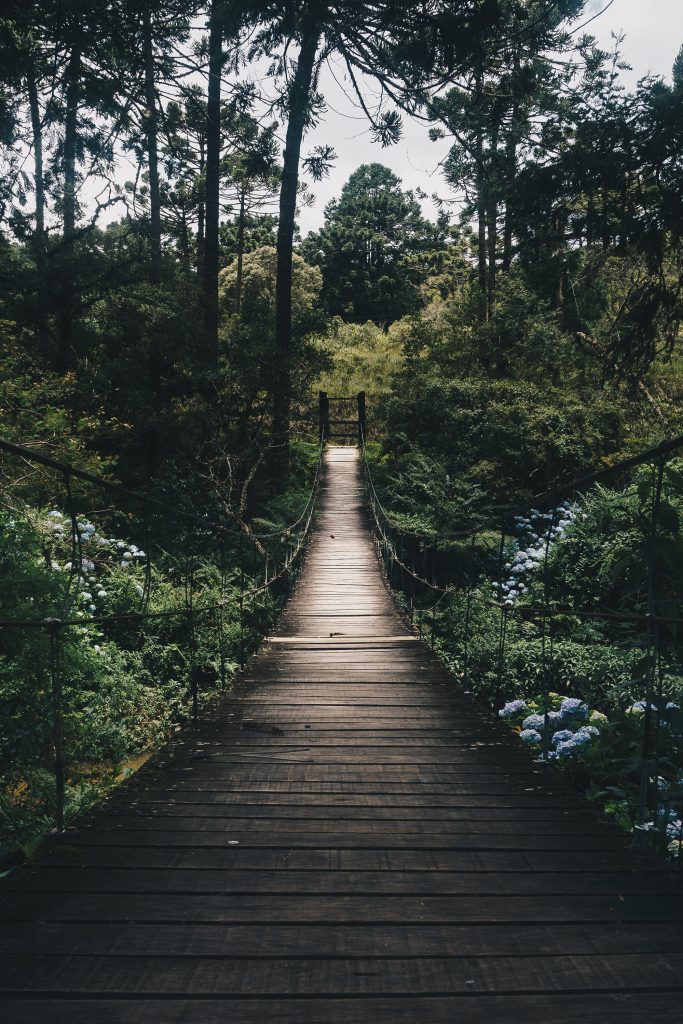 bosque