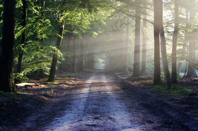 El bosque de los suicidios