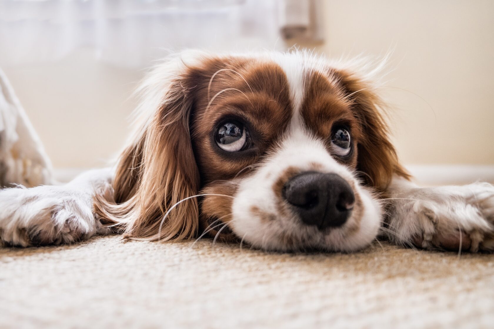 El amor hacía los animales