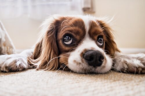 El amor hacía los animales