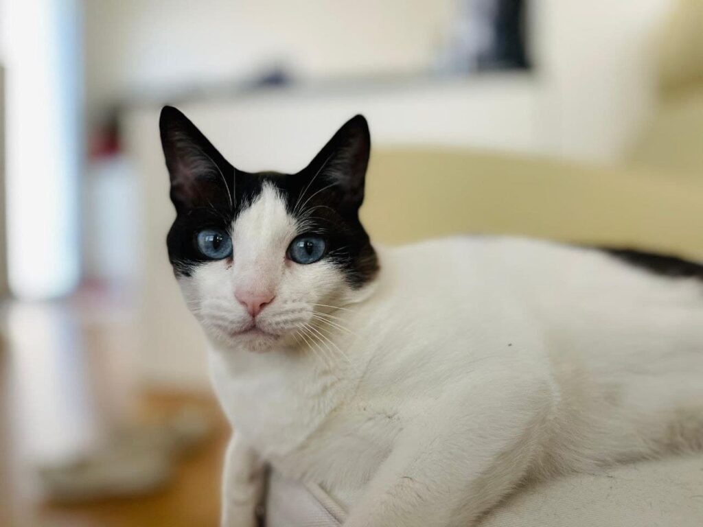 Gato Eva (Chico)
