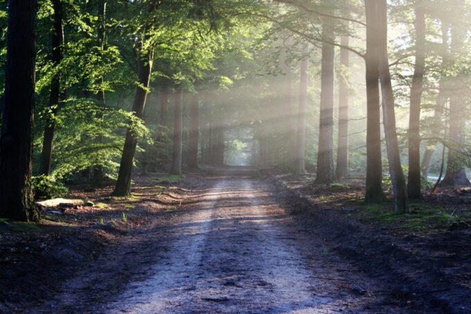 El bosque de los suicidios