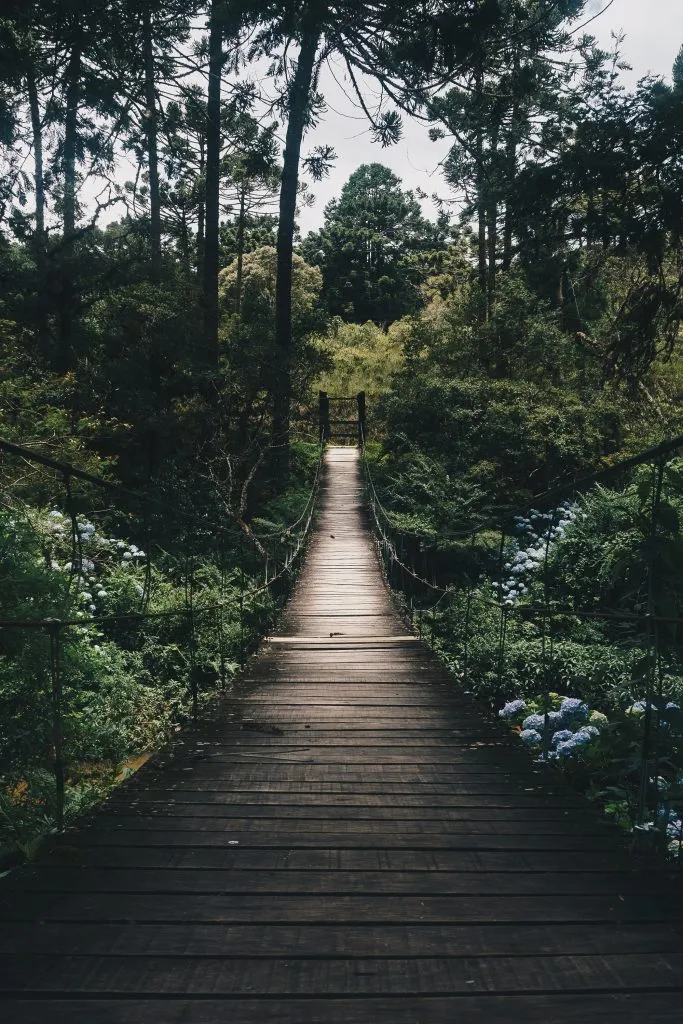 bosque
