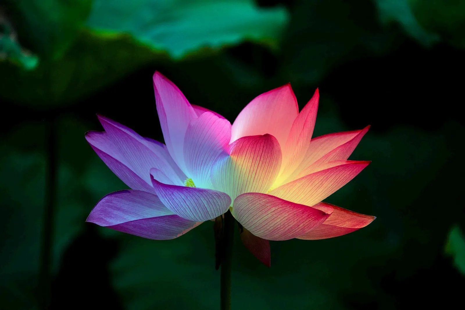 Carlos Espona: Musicoterapia y los chakras (2ª parte)